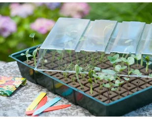 Nature Mini szklarnia parapetowa propagator, 35x23,5x11 cm 6020216 Outsideliving - Szklarnie ogrodowe - miniaturka - grafika 2