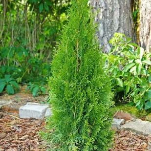 Thuja Smaragd 120-140 cm CTHUJA - Sadzonki drzew krzewów - miniaturka - grafika 2
