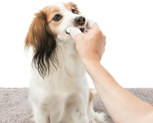 Trixie Dental Care czyste zęby nakładki na palce 50 szt - Higiena jamy ustnej zwierząt - miniaturka - grafika 3