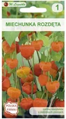 Nasiona i cebule - Legutko Miechunka rozdęta POMARAŃCZOWA - miniaturka - grafika 1