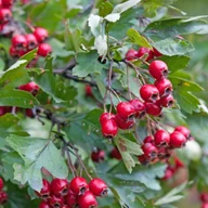 Sadzonki drzew krzewów - Głóg w doniczce C7 - miniaturka - grafika 1