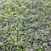 Nasiona i cebule - Toraf Kapusta Mizuna Czerwona 100g Mic000052 - miniaturka - grafika 1