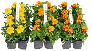 Verve Aksamitka Bonanza mix 10-pak 110 - Sadzonki drzew krzewów - miniaturka - grafika 2