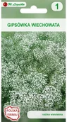Nasiona i cebule - Legutko Gipsówka wiechowata BIAŁA - miniaturka - grafika 1