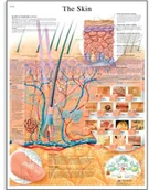 Pozostałe kosmetyki - 3B Scientific nauczania stołowe "skóry" VR1283UU - miniaturka - grafika 1