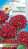 Nasiona i cebule - Toraf KWIATY Goździk brodaty Scarlet Beauty 1g 00396 - miniaturka - grafika 1