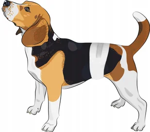 Cezar Pieluchy pampersy dla psa samców 72 S 24-36 - Specjalistyczne artykuły dla zwierząt - miniaturka - grafika 2